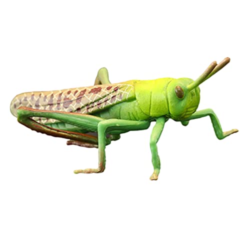 Yardwe 1stk Heuschrecken-tiermodell Für Draußen Spielzeuge Kognitives Für Kinderspielzeug Kognitives Modell Ornament Green Plastik von Yardwe