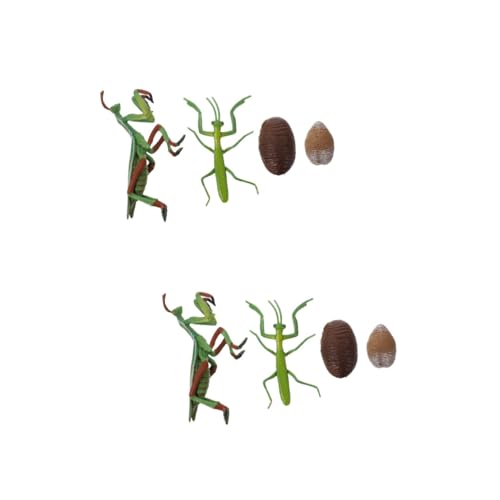 Yardwe 2 Sätze Realistisches Gottesanbeterin Lebenszyklus Modell Teiliges Pädagogisches Insekten Naturforscher Geeignet Anschauliche Wachstumszyklus Figur für Lernspiele und Frühe von Yardwe