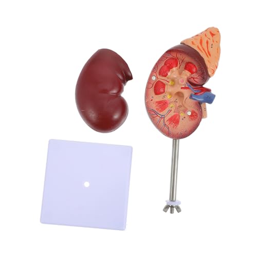 Yardwe Abnehmbar Aus Hochwertigem Material Für Biologieunterricht Und Anatomische Studien Zur Einfachen Betrachtung von Yardwe