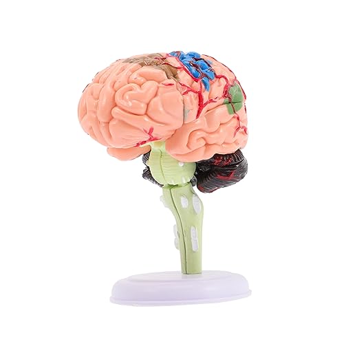 Yardwe Gehirnmodell Für Anatomisches Lehrmodell Aus Langlebigem Tragbares Design Für Anatomieunterricht Und Medizinische Ausbildung Hilfsmittel Für Doktorbüros von Yardwe