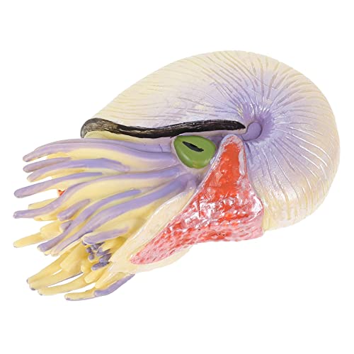 Yardwe Nautilus-Modell Kinderspielzeug pädagogisches Nautilus- für Nautilus Simulationsspielzeug Nautilus-Figuren PVC Violett Yardwe Nautilus-Modell Kinderspielzeug pädagogisches Nautilus- für Nautilus Simulationsspielzeug Nautilus-Figuren PVC Violett von Yardwe