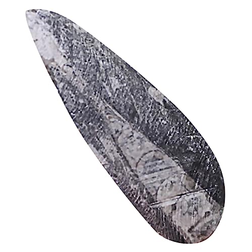 Yardwe Paleontologie Orthoceras Sammlung Dekorationsobjekt für Unterricht und Naturstein Artefakt für Lehrmaterialien und Wissenschaftliche Präsentationen von Yardwe