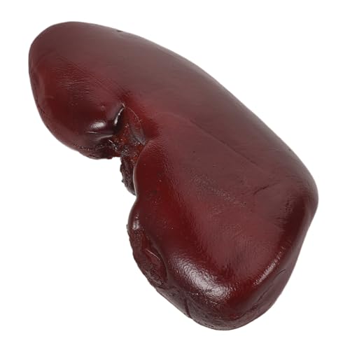 Yardwe Realistisches Halloween Fake Nieren Requisit Leicht und Tragbar Gruseliges Organ Modell für Partydekoration Bühnenauftritte Cosplay und Spukhaus Zubehör von Yardwe