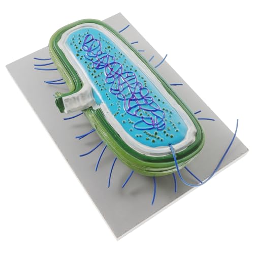 Yardwe Realistisches Modell von Bakterien und für Biologieunterricht Anatomiemodell für und für Wissenschaftliche Bildung Yardwe Realistisches Modell von Bakterien und für Biologieunterricht Anatomiemodell für und für Wissenschaftliche Bildung von Yardwe