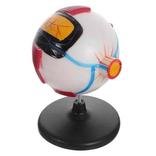 Yardwe anatomisches Modell Anatomie -Modelle Anatomiemodell menschliche Anatomie Augapfel-Anzeige pädagogische Augenfigur Augapfel-Modelle Modell der Augenanatomie Modell Anatomie Plastik Yardwe anatomisches Modell Anatomie -Modelle Anatomiemodell menschliche Anatomie Augapfel-Anzeige pädagogische Augenfigur Augapfel-Modelle Modell der Augenanatomie Modell Anatomie Plastik von Yardwe