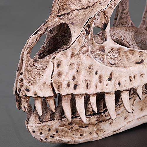 Yctze Realistisches Harz Dinosaurierschädel Modell für Home Office Decor | Pädagogisches Tierskeletthandwerk | Lifelike Dinosauriersammler Yctze Realistisches Harz Dinosaurierschädel Modell für Home Office Decor | Pädagogisches Tierskeletthandwerk | Lifelike Dinosauriersammler von Yctze