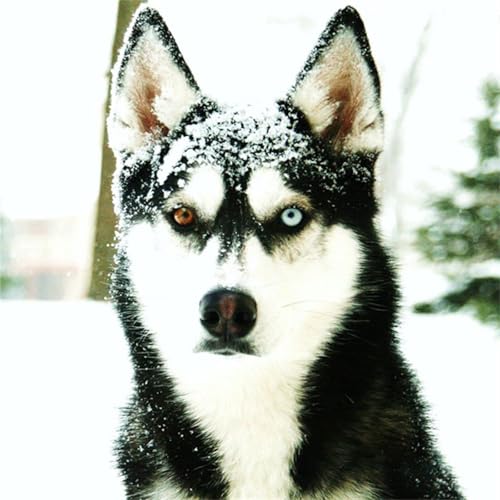 1000 Teile Puzzle für Erwachsene mit Schneehund Puzzles, EIN Herausforderndes Rätsel, 1000 Puzzles für Die Ganze Familie, DIY Kunst Puzzle Home Dekoration Geschenke 1000 Teile Puzzle für Erwachsene mit Schneehund Puzzles, EIN Herausforderndes Rätsel, 1000 Puzzles für Die Ganze Familie, DIY Kunst Puzzle Home Dekoration Geschenke von Yeecer