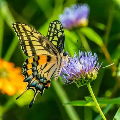 300 Teile Puzzle für Erwachsene mit Schmetterlingsblumen Puzzles, EIN Herausforderndes Rätsel, 300 Puzzles für Die Ganze Familie, DIY Kunst Puzzle Home Dekoration Geschenke 300 Teile Puzzle für Erwachsene mit Schmetterlingsblumen Puzzles, EIN Herausforderndes Rätsel, 300 Puzzles für Die Ganze Familie, DIY Kunst Puzzle Home Dekoration Geschenke von Yeecer