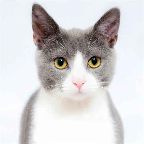 300 Teile Puzzle für Erwachsene mit Tier Katze Puzzles, EIN Herausforderndes Rätsel, 300 Puzzles für Die Ganze Familie, DIY Kunst Puzzle Home Dekoration Geschenke 300 Teile Puzzle für Erwachsene mit Tier Katze Puzzles, EIN Herausforderndes Rätsel, 300 Puzzles für Die Ganze Familie, DIY Kunst Puzzle Home Dekoration Geschenke von Yeecer
