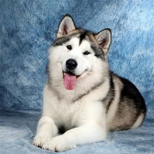 500 Teile Puzzle für Erwachsene mit Husky Hund Tier Puzzles, EIN Herausforderndes Rätsel, 500 Puzzles für Die Ganze Familie, DIY Kunst Puzzle Home Dekoration Geschenke 500 Teile Puzzle für Erwachsene mit Husky Hund Tier Puzzles, EIN Herausforderndes Rätsel, 500 Puzzles für Die Ganze Familie, DIY Kunst Puzzle Home Dekoration Geschenke von Yeecer