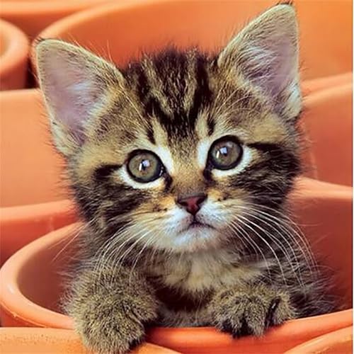 Puzzles 1000 Teile Erwachsene,65x65cm Holzpuzzle, Puzzle für Erwachsenes Lernspiel Herausforderung Spielzeug 1000 Teile Süße Katze Puzzles für Erwachsene Kinder Puzzles 1000 Teile Erwachsene,65x65cm Holzpuzzle, Puzzle für Erwachsenes Lernspiel Herausforderung Spielzeug 1000 Teile Süße Katze Puzzles für Erwachsene Kinder von Yeecer