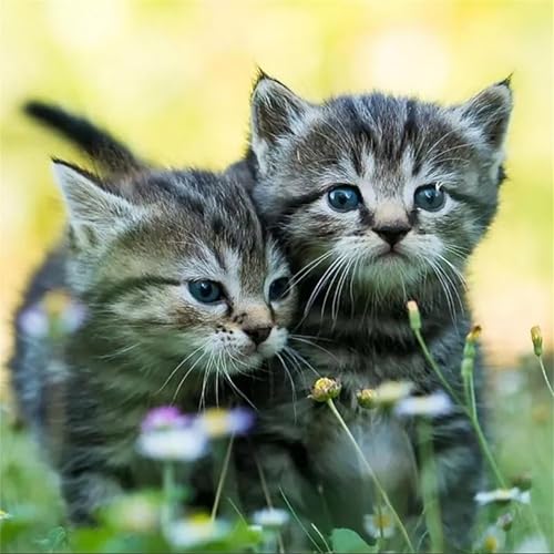 Puzzles 1000 Teile Erwachsene,65x65cm Holzpuzzle, Puzzle für Erwachsenes Lernspiel Herausforderung Spielzeug 1000 Teile Tierkatzen Puzzles für Erwachsene Kinder Puzzles 1000 Teile Erwachsene,65x65cm Holzpuzzle, Puzzle für Erwachsenes Lernspiel Herausforderung Spielzeug 1000 Teile Tierkatzen Puzzles für Erwachsene Kinder von Yeecer