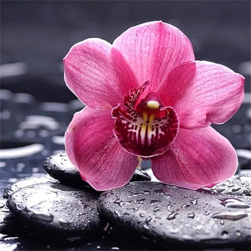 Puzzles 1000 Teile Erwachsene,69x69cm Holzpuzzle, Puzzle für Erwachsenes Lernspiel Herausforderung Spielzeug 1000 Teile Orchideenstein Puzzles für Erwachsene Kinder Puzzles 1000 Teile Erwachsene,69x69cm Holzpuzzle, Puzzle für Erwachsenes Lernspiel Herausforderung Spielzeug 1000 Teile Orchideenstein Puzzles für Erwachsene Kinder von Yeecer