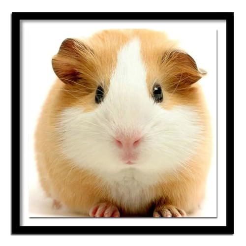 Puzzles 200 Teile Erwachsene,28x28cm Holzpuzzle, Puzzle für Erwachsenes Lernspiel Herausforderung Spielzeug 200 Teile Meerschweinchen Tiere Puzzles für Erwachsene Kinder Puzzles 200 Teile Erwachsene,28x28cm Holzpuzzle, Puzzle für Erwachsenes Lernspiel Herausforderung Spielzeug 200 Teile Meerschweinchen Tiere Puzzles für Erwachsene Kinder von Yeecer