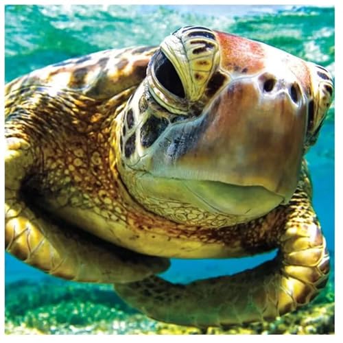 Puzzles 200 Teile Erwachsene,28x28cm Holzpuzzle, Puzzle für Erwachsenes Lernspiel Herausforderung Spielzeug 200 Teile Schildkrötentiere Puzzles für Erwachsene Kinder von Yeecer