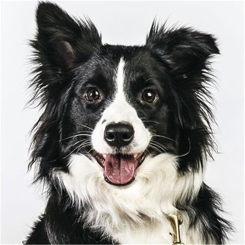 Puzzles 200 Teile Erwachsene,28x28cm Holzpuzzle, Puzzle für Erwachsenes Lernspiel Herausforderung Spielzeug 200 Teile Schwarz-weißer Hund Puzzles für Erwachsene Kinder Puzzles 200 Teile Erwachsene,28x28cm Holzpuzzle, Puzzle für Erwachsenes Lernspiel Herausforderung Spielzeug 200 Teile Schwarz-weißer Hund Puzzles für Erwachsene Kinder von Yeecer