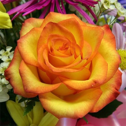 Puzzles 200 Teile Erwachsene,31x31cm Holzpuzzle, Puzzle für Erwachsenes Lernspiel Herausforderung Spielzeug 200 Teile Gelbe Rosen Blumen Puzzles für Erwachsene Kinder Puzzles 200 Teile Erwachsene,31x31cm Holzpuzzle, Puzzle für Erwachsenes Lernspiel Herausforderung Spielzeug 200 Teile Gelbe Rosen Blumen Puzzles für Erwachsene Kinder von Yeecer