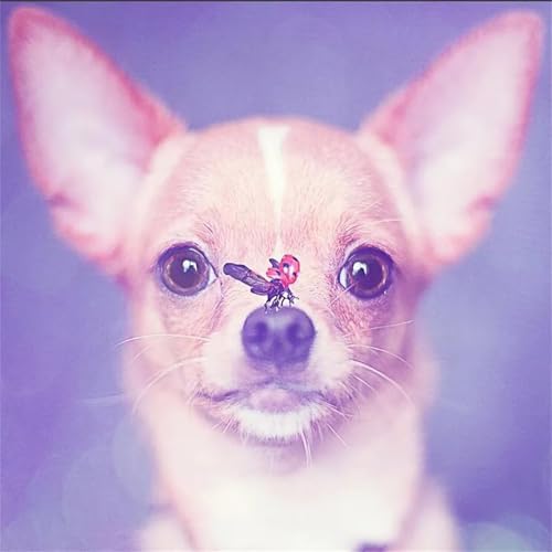 Puzzles 300 Teile Erwachsene,35x35cm Holzpuzzle, Puzzle für Erwachsenes Lernspiel Herausforderung Spielzeug 300 Teile Chihuahua-Hund Puzzles für Erwachsene Kinder Puzzles 300 Teile Erwachsene,35x35cm Holzpuzzle, Puzzle für Erwachsenes Lernspiel Herausforderung Spielzeug 300 Teile Chihuahua-Hund Puzzles für Erwachsene Kinder von Yeecer