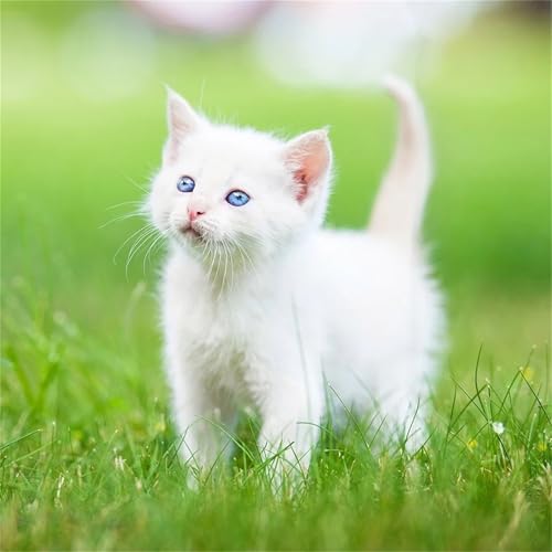 Puzzles 300 Teile Erwachsene,35x35cm Holzpuzzle, Puzzle für Erwachsenes Lernspiel Herausforderung Spielzeug 300 Teile Katze Puzzles für Erwachsene Kinder von Yeecer
