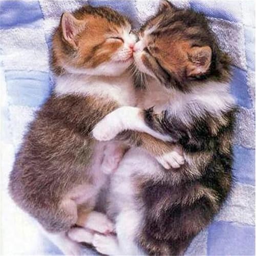 Puzzles 300 Teile Erwachsene,35x35cm Holzpuzzle, Puzzle für Erwachsenes Lernspiel Herausforderung Spielzeug 300 Teile Paar Katze Puzzles für Erwachsene Kinder von Yeecer