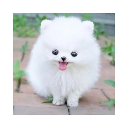 Puzzles 300 Teile Erwachsene,35x35cm Holzpuzzle, Puzzle für Erwachsenes Lernspiel Herausforderung Spielzeug 300 Teile Süßer Hund Puzzles für Erwachsene Kinder von Yeecer