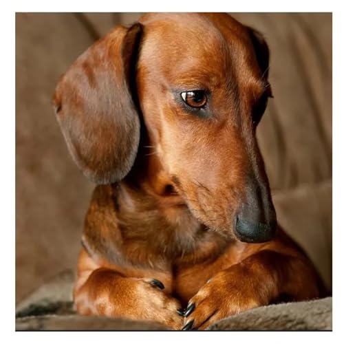 Puzzles 500 Teile Erwachsene,45x45cm Holzpuzzle, Puzzle für Erwachsenes Lernspiel Herausforderung Spielzeug 500 Teile Dackelhund Puzzles für Erwachsene Kinder von Yeecer