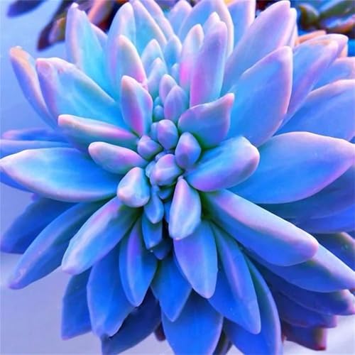 Puzzles 500 Teile Erwachsene,45x45cm Holzpuzzle, Puzzle für Erwachsenes Lernspiel Herausforderung Spielzeug 500 Teile Saftige Blumen Puzzles für Erwachsene Kinder Puzzles 500 Teile Erwachsene,45x45cm Holzpuzzle, Puzzle für Erwachsenes Lernspiel Herausforderung Spielzeug 500 Teile Saftige Blumen Puzzles für Erwachsene Kinder von Yeecer