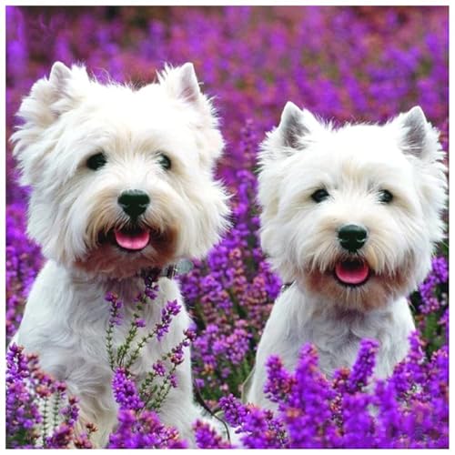 Puzzles 500 Teile Erwachsene,45x45cm Holzpuzzle, Puzzle für Erwachsenes Lernspiel Herausforderung Spielzeug 500 Teile Weiße Hundeblume Puzzles für Erwachsene Kinder Puzzles 500 Teile Erwachsene,45x45cm Holzpuzzle, Puzzle für Erwachsenes Lernspiel Herausforderung Spielzeug 500 Teile Weiße Hundeblume Puzzles für Erwachsene Kinder von Yeecer