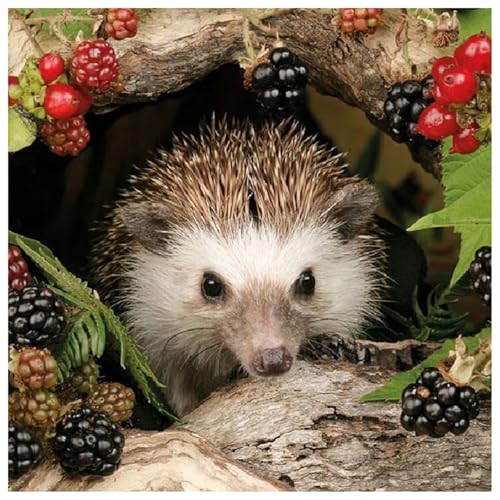 Puzzles 500 Teile Erwachsene,48x48cm Holzpuzzle, Puzzle für Erwachsenes Lernspiel Herausforderung Spielzeug 500 Teile Igelfrüchte Puzzles für Erwachsene Kinder Puzzles 500 Teile Erwachsene,48x48cm Holzpuzzle, Puzzle für Erwachsenes Lernspiel Herausforderung Spielzeug 500 Teile Igelfrüchte Puzzles für Erwachsene Kinder von Yeecer