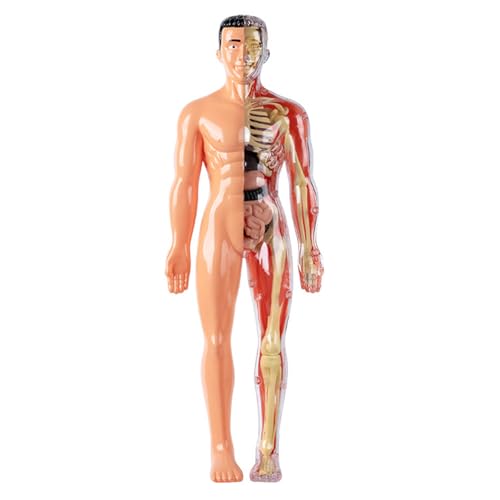Menschliches Körpermodell für Kinder abnehmbar visualisierte 3D-Anatomie-Modell Aufklärungswissenschaft Spielzeug kultivieren die Neugierde praktische Fähigkeiten, halbtransparente, menschliche Anato Menschliches Körpermodell für Kinder abnehmbar visualisierte 3D-Anatomie-Modell Aufklärungswissenschaft Spielzeug kultivieren die Neugierde praktische Fähigkeiten, halbtransparente, menschliche Anato von Yeory