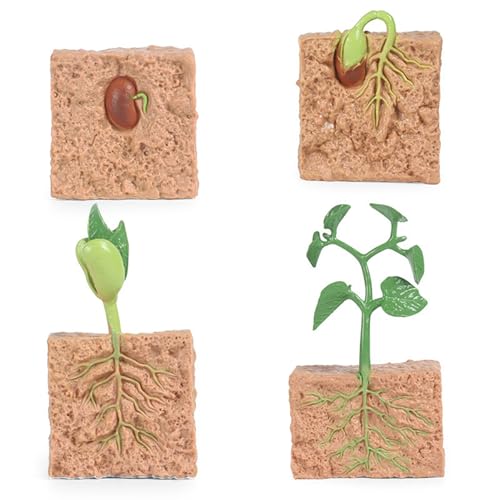 Yeory 4PCS -Lebenszyklusspielzeug für Kinder, simuliertes Pflanzenwachstumsprozess Modell Saatgut Anbau Kit Bildungsspielzeug für Kinderunterrichtstool und Wachstumskit Yeory 4PCS -Lebenszyklusspielzeug für Kinder, simuliertes Pflanzenwachstumsprozess Modell Saatgut Anbau Kit Bildungsspielzeug für Kinderunterrichtstool und Wachstumskit von Yeory