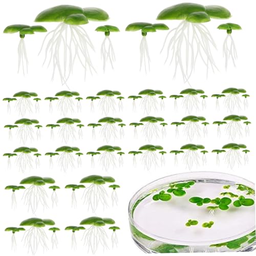 Yeory 72pcs Duckweed, Plastik gefälschte Teichpflanzen mit Blättern und Wurzeln, schwimmende Aquarienpflanzen für Innen-, Außen-, schwimmende Aquarium Yeory 72pcs Duckweed, Plastik gefälschte Teichpflanzen mit Blättern und Wurzeln, schwimmende Aquarienpflanzen für Innen-, Außen-, schwimmende Aquarium von Yeory