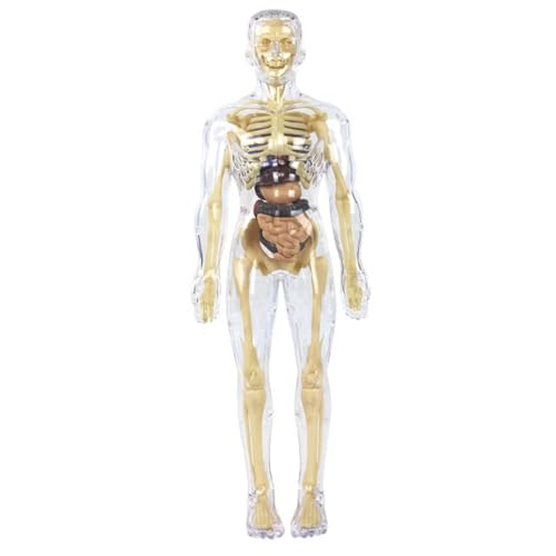Yeory Klares Modell der menschlichen Körperstruktur Modell Abnehmbares transparentes 3D -menschliches Körpermodell für Kinderpädagogikspielzeug für Jungen und Mädchen, für Kinder Yeory Klares Modell der menschlichen Körperstruktur Modell Abnehmbares transparentes 3D -menschliches Körpermodell für Kinderpädagogikspielzeug für Jungen und Mädchen, für Kinder von Yeory