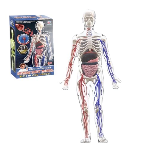 Yeory Menschliches Körperstrukturmodell, 3D -Modell des menschlichen Körpers für Kinder mit abnehmbaren Knochen, Organen und Blutgefäßen für Anatomie Yeory Menschliches Körperstrukturmodell, 3D -Modell des menschlichen Körpers für Kinder mit abnehmbaren Knochen, Organen und Blutgefäßen für Anatomie von Yeory