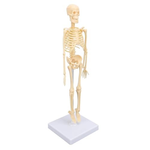 Yinhing Skelettmodell, Menschliches Anatomiemodell mit Artikuliertem Gemeinsamen Abnehmbaren Exquisiten Handwerk Anatomie Menschliches Körper Skelettmodell Skelettdekor für Schulbildung Urlaub Yinhing Skelettmodell, Menschliches Anatomiemodell mit Artikuliertem Gemeinsamen Abnehmbaren Exquisiten Handwerk Anatomie Menschliches Körper Skelettmodell Skelettdekor für Schulbildung Urlaub von Yinhing
