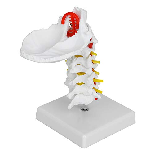 Yinhing Wirbelsäulenmodell, Anatomie -Modell Spinalnerven Anatomisches Modell, Halswirbelsäulenmodell mit Halswirbeln, Skelett -Anatomie für die Medizinische Ausbildung Yinhing Wirbelsäulenmodell, Anatomie -Modell Spinalnerven Anatomisches Modell, Halswirbelsäulenmodell mit Halswirbeln, Skelett -Anatomie für die Medizinische Ausbildung von Yinhing