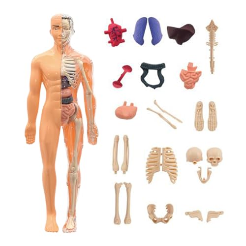 Yongmcxhhj Anatomiemodell des Menschlichen Körpers 3D | Modell des Menschlichen Körpers,Lehrreich Lernspielzeug Für Kinder Ab 6 Jahre Schüler Erwachsene Wissenschaft Lehrer Heimschule Kunststudio Yongmcxhhj Anatomiemodell des Menschlichen Körpers 3D | Modell des Menschlichen Körpers,Lehrreich Lernspielzeug Für Kinder Ab 6 Jahre Schüler Erwachsene Wissenschaft Lehrer Heimschule Kunststudio von Yongmcxhhj
