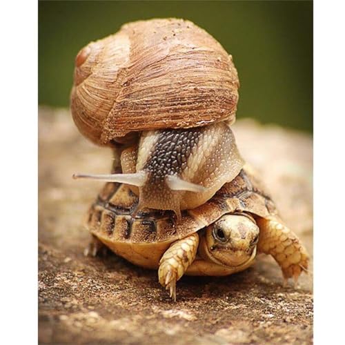 Puzzle 1500 Teile,Puzzles für Erwachsene,Herausforderndes Rätsel,Pädagogisches Spiel Puzzlespiele für Die Ganze Familie,Dekoration Geschenke - Schneckenschildkröte von Yoonqun
