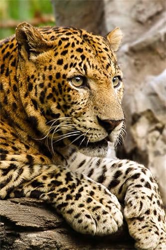 Puzzle 2000 Teile,Puzzles Für Erwachsene,Herausforderndes Rätsel,Pädagogisches Spiel Puzzlespiele für Die Ganze Familie,Dekoration Geschenke - Leopardentier Puzzle 2000 Teile,Puzzles Für Erwachsene,Herausforderndes Rätsel,Pädagogisches Spiel Puzzlespiele für Die Ganze Familie,Dekoration Geschenke - Leopardentier von Yoonqun