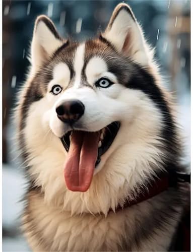 Puzzle 500 Teile,Puzzles für Erwachsene,Herausforderndes Rätsel,Pädagogisches Spiel Puzzlespiele für Die Ganze Familie,Dekoration Geschenke - Husky-Hund Puzzle 500 Teile,Puzzles für Erwachsene,Herausforderndes Rätsel,Pädagogisches Spiel Puzzlespiele für Die Ganze Familie,Dekoration Geschenke - Husky-Hund von Yoonqun
