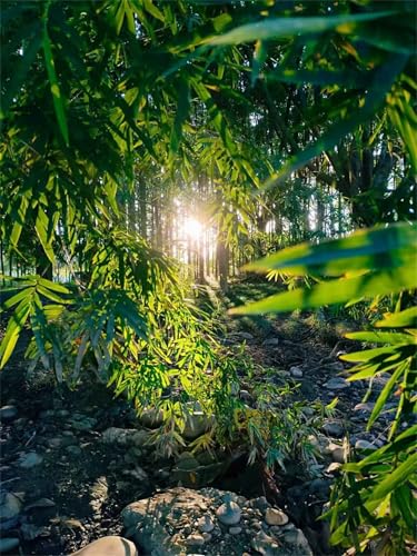 Puzzle 700 Teile,Puzzles für Erwachsene,Herausforderndes Rätsel,Pädagogisches Spiel Puzzlespiele für Die Ganze Familie,Dekoration Geschenke - Wald Sonnenschein von Yoonqun