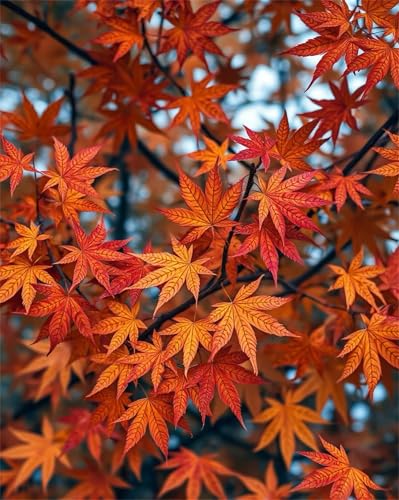 Puzzles 1000 Teile, Herbstliche Ahornblätter Puzzle für Erwachsene,78x53cm Puzzle Lernspiel Herausforderung Spielzeug 1000 Teile Puzzles für Erwachsene Kinder von Yoonqun
