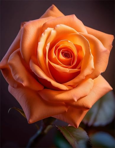 Puzzles 1000 Teile, Orange Rose Puzzle für Erwachsene,75x50cm Puzzle Lernspiel Herausforderung Spielzeug 1000 Teile Puzzles für Erwachsene Kinder von Yoonqun