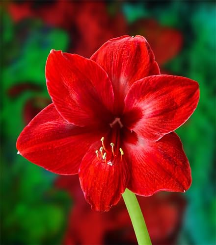 Puzzles 120 Teile, Rote Blumen Puzzle für Erwachsene,25x20cm Puzzle Lernspiel Herausforderung Spielzeug 120 Teile Puzzles für Erwachsene Kinder von Yoonqun