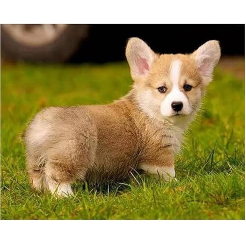 Puzzles 1200 Teile, Süßer Kleiner Corgi Puzzle für Erwachsene,78x53cm Puzzle Lernspiel Herausforderung Spielzeug 1200 Teile Puzzles für Erwachsene Kinder Puzzles 1200 Teile, Süßer Kleiner Corgi Puzzle für Erwachsene,78x53cm Puzzle Lernspiel Herausforderung Spielzeug 1200 Teile Puzzles für Erwachsene Kinder von Yoonqun