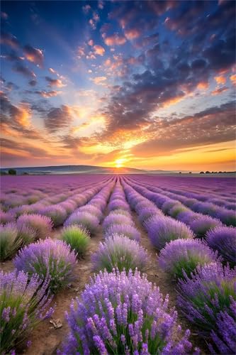 Puzzles 1500 Teile, Sonnenuntergang im Lavendelfeld Puzzle für Erwachsene,87x57cm Puzzle Lernspiel Herausforderung Spielzeug 1500 Teile Puzzles für Erwachsene Kinder von Yoonqun