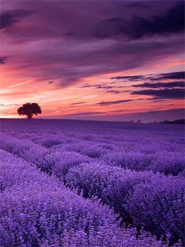 Puzzles 200 Teile, Lavendelfeldlandschaft Puzzle für Erwachsene,38x28cm Puzzle Lernspiel Herausforderung Spielzeug 200 Teile Puzzles für Erwachsene Kinder von Yoonqun