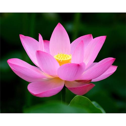 Puzzles 300 Teile, Lotosblume Puzzle für Erwachsene,40x28cm Puzzle Lernspiel Herausforderung Spielzeug 300 Teile Puzzles für Erwachsene Kinder von Yoonqun