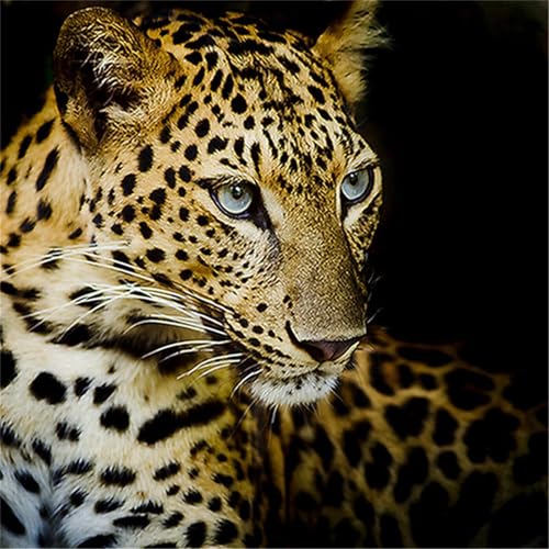 Puzzles 500 Teile, Puzzle Für Erwachsene, 45x45 cm Puzzle Lernspiel Herausforderung Spielzeug 500 Teile Leopard Puzzles für Erwachsene Puzzles 500 Teile, Puzzle Für Erwachsene, 45x45 cm Puzzle Lernspiel Herausforderung Spielzeug 500 Teile Leopard Puzzles für Erwachsene von Yoonqun