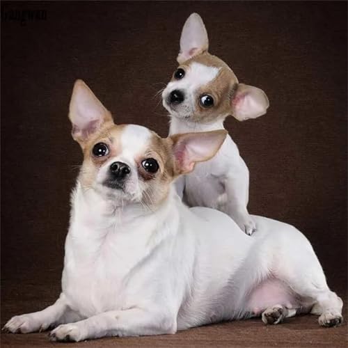 Puzzles 70 Teile, Puzzle Für Erwachsene, 16x16 cm Puzzle Lernspiel Herausforderung Spielzeug 70 Teile Chihuahua-Welpe Puzzles für Erwachsene Puzzles 70 Teile, Puzzle Für Erwachsene, 16x16 cm Puzzle Lernspiel Herausforderung Spielzeug 70 Teile Chihuahua-Welpe Puzzles für Erwachsene von Yoonqun